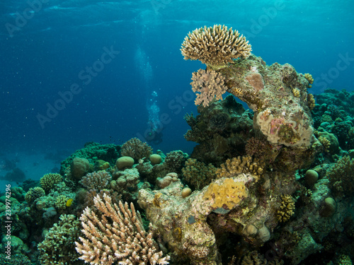 Obraz na płótnie seabed with underwater life w salonie