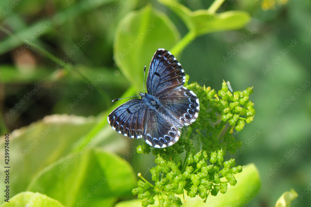 Scolitantides orion; Fetthennen-Bläuling; Lycaenidae Scolitantides orion; Fetthennen-Bläuling; Lycaenidae
