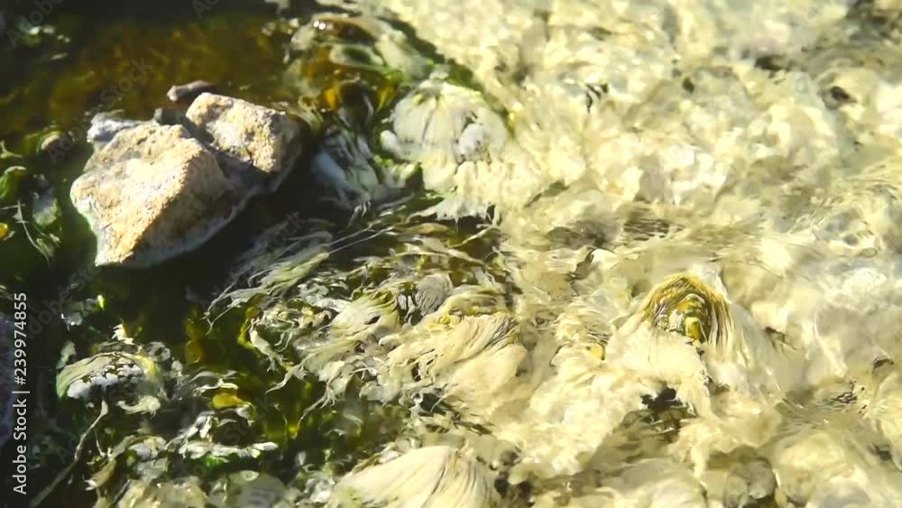 Bacteria Chloroflexus aurantiacus in hot springs, Chae Son National