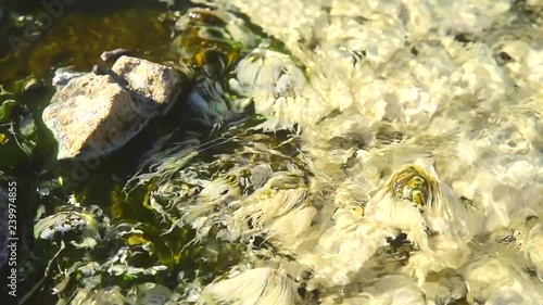 Bacteria Chloroflexus aurantiacus in hot springs, Chae Son National Park , Lampang Thailand