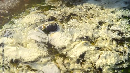 Bacteria Chloroflexus aurantiacus in hot springs, Chae Son National Park , Lampang Thailand