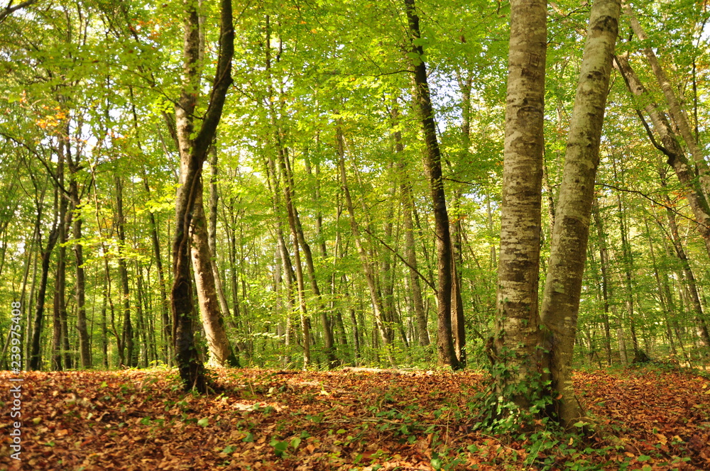 Forest, spain forest, beech, nature, trees Forest, spain forest, beech, nature, trees