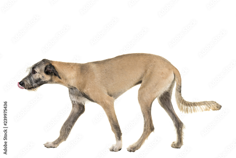 Blonde young Irish wolfhound dog standing sideways isolated on white background