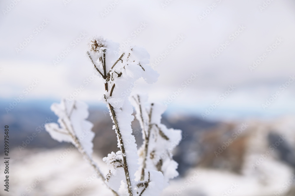 Close-up of hoarfrost grass stem on a cold sunny winter day Close-up of hoarfrost grass stem on a cold sunny winter day