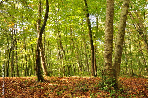 Forest  spain forest  beech  nature  trees