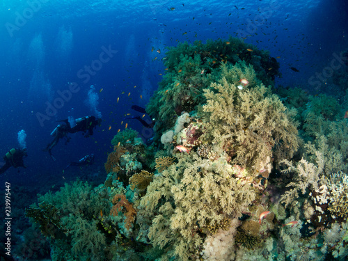 seabed with underwater life