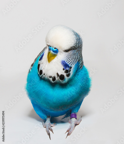 Blue wavy parrot on white background