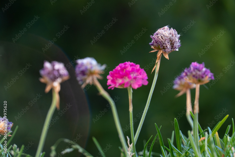 Purple flowers, macro shot