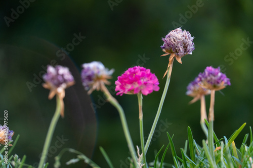 Purple flowers  macro shot