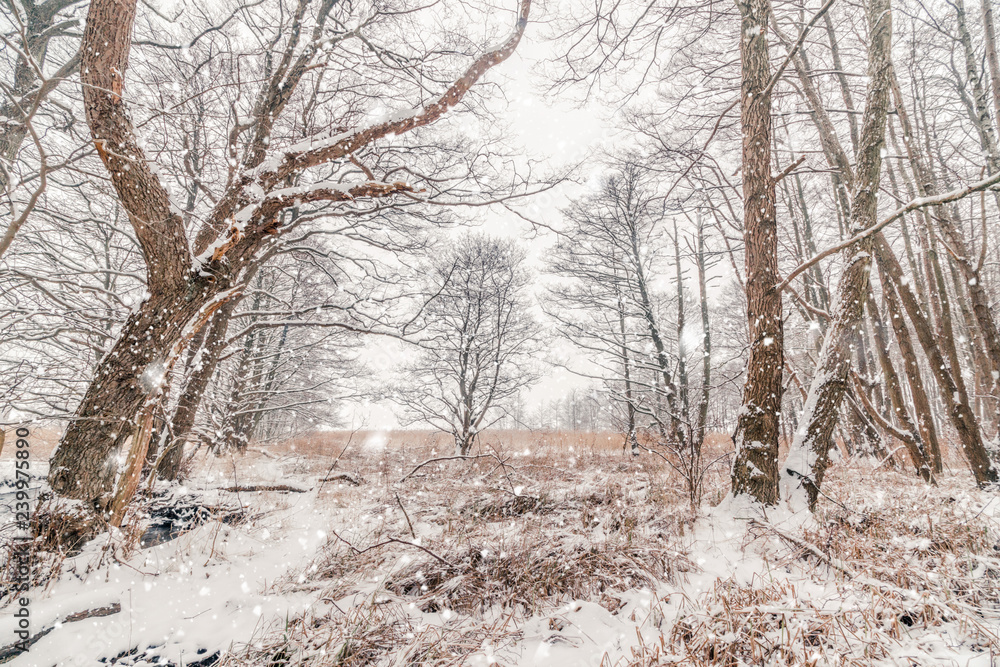 Snow in a forest with barenaked trees in snowy weather Snow in a forest with barenaked trees in snowy weather