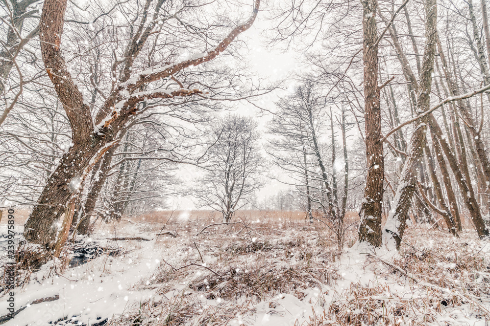 Snow in a forest with barenaked trees in snowy weather