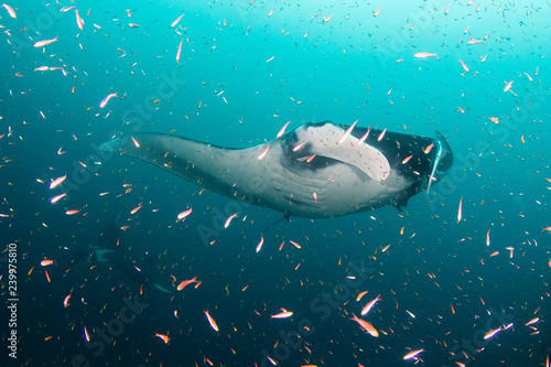 Manta Ray underwater. Scuba dive with Oceanic Mantas 