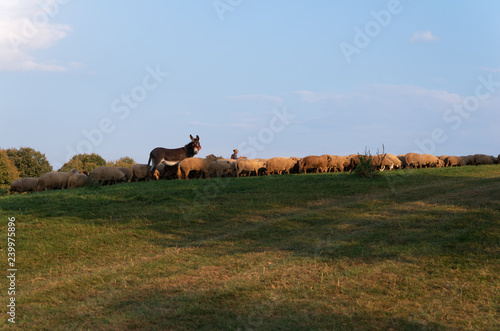 A donkey helps the shepherd to leads the flock of sheep home from the pasture in the evening, summer time in Carpathians; A large group of livestock walking in the meadow