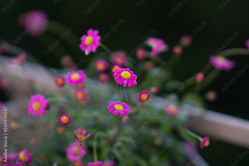 Obraz premium Little purple daisies. Selective focus