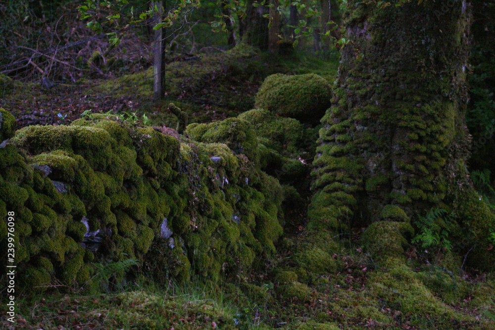 Fototapeta premium Landscapes wit attitude