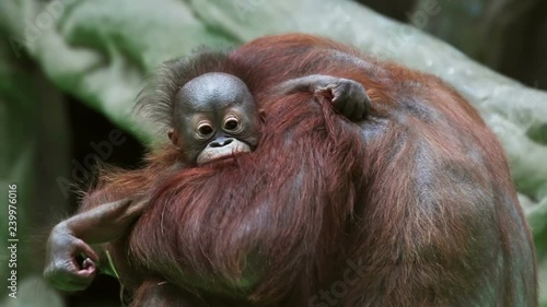 baby monkeys orangutans next to the mother. looking into the camera