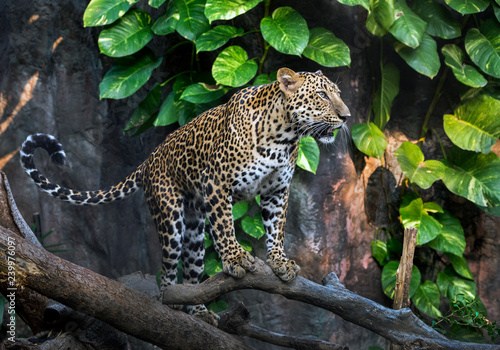 Leopard resting in the natural forest.