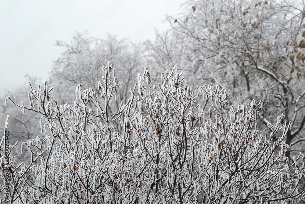 Tops of trees covered with hoarfrost. City park in winter Tops of trees covered with hoarfrost. City park in winter