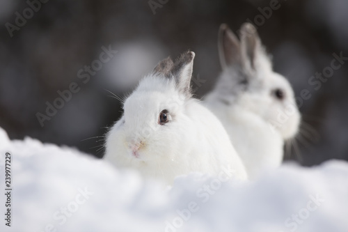 white rabbits in the snow,bunny in winter,white hare