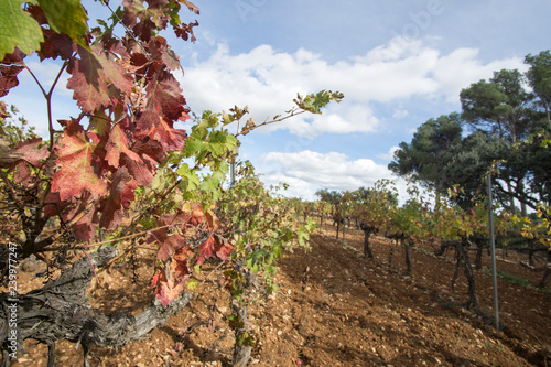 Autumn Vineyards and cellars in Fontanars dels Alforins and Moixent Valencia province Spain photo