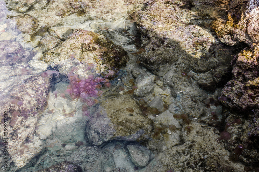 Obraz premium Photograph of many jellyfish in the crystal clear water of one of Menorca's beaches.