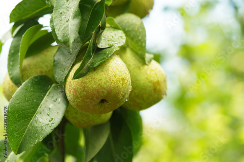 Pear fruit on the tree in the fruit garden