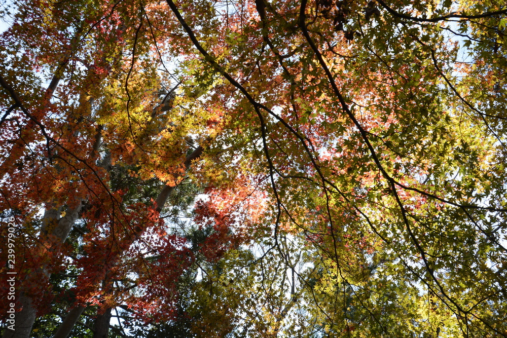 Autumn leaves in Japan Autumn leaves in Japan