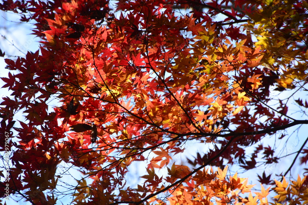 Autumn leaves in Japan