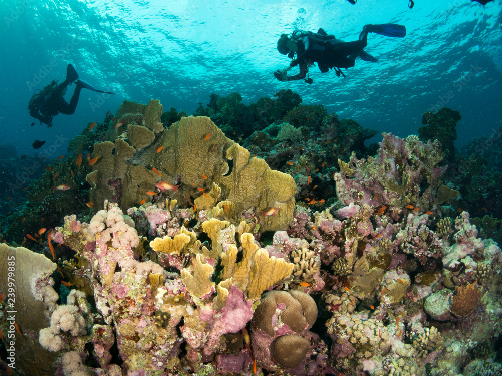 Fototapeta premium seabed with underwater life