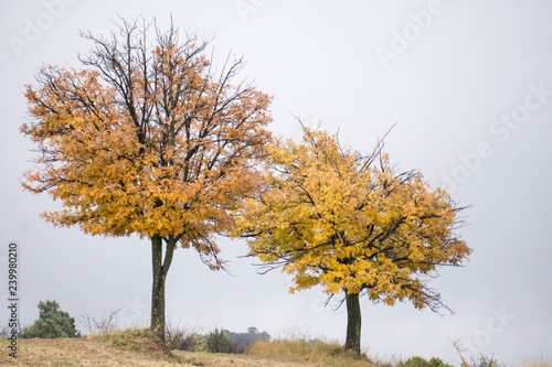 Autumn in Gudar mountains Teruel Aragon Spain © ANADEL