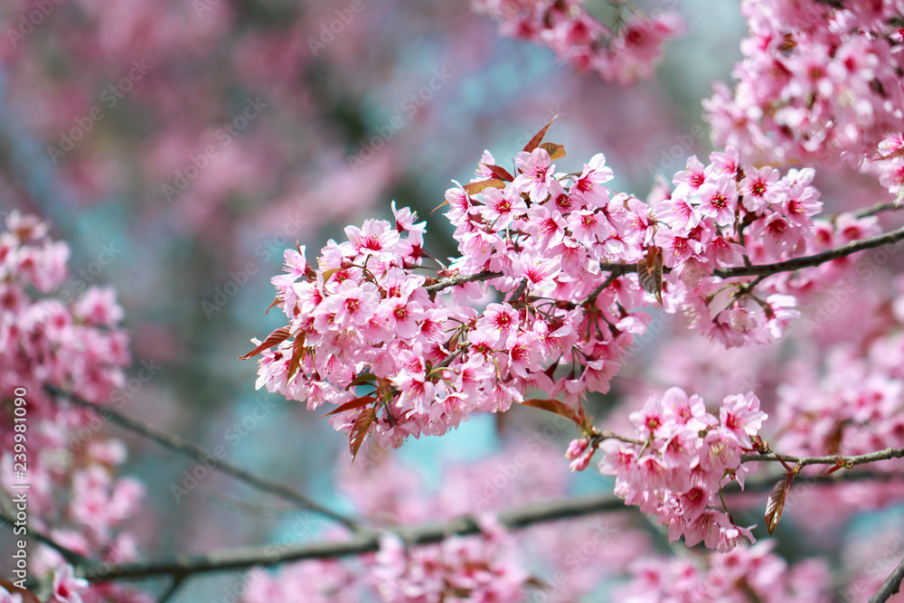 Wild Himalayan Cherry Blossoms in spring season (Prunus cerasoides), Sakura in Thailand, selective focus, Phu Lom Lo, Loei, Thailand. Wild Himalayan Cherry Blossoms in spring season (Prunus cerasoides), Sakura in Thailand, selective focus, Phu Lom Lo, Loei, Thailand.