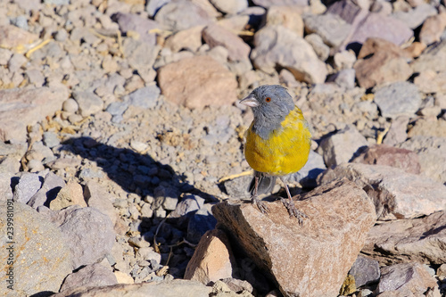 Grey-hooded Sierra Finch, Phrygilus Gayi, species of bird in the family Thraupidae, Elqui valley, Vicuna, Chile photo