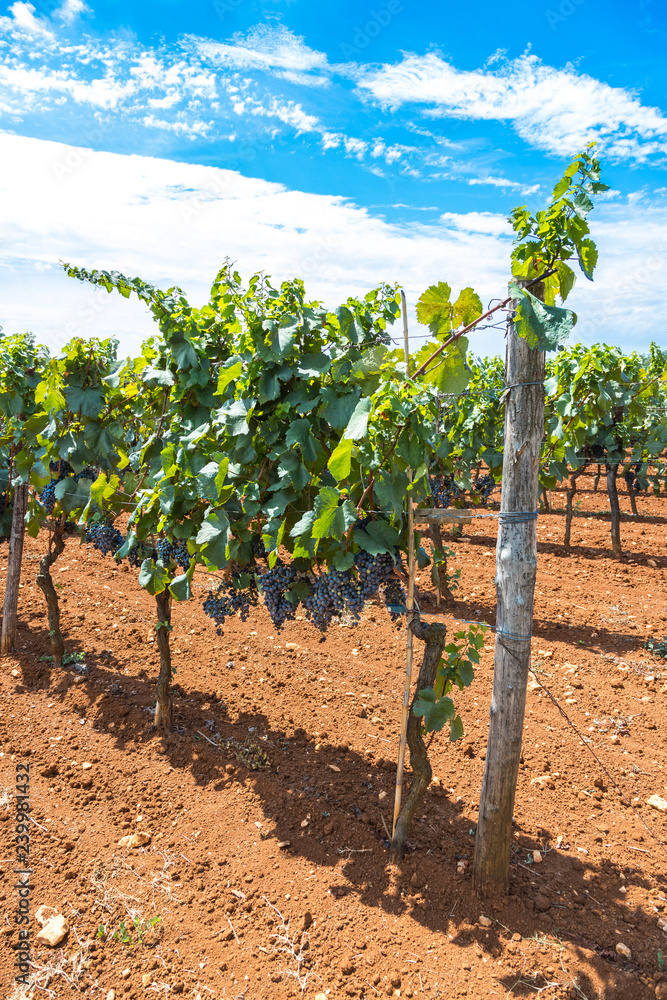 Ripe Vinegrapes on a farm