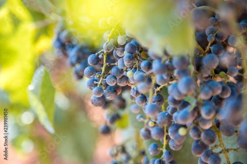 Ripe Vinegrapes on a farm photo