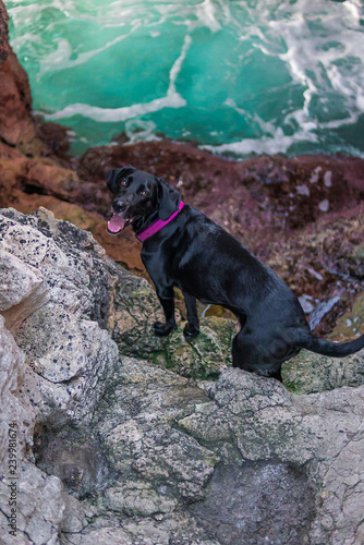 Photograph of a dog in a cave on the coast of Menorca filled with water.