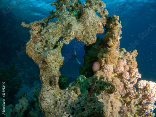 seabed with underwater life