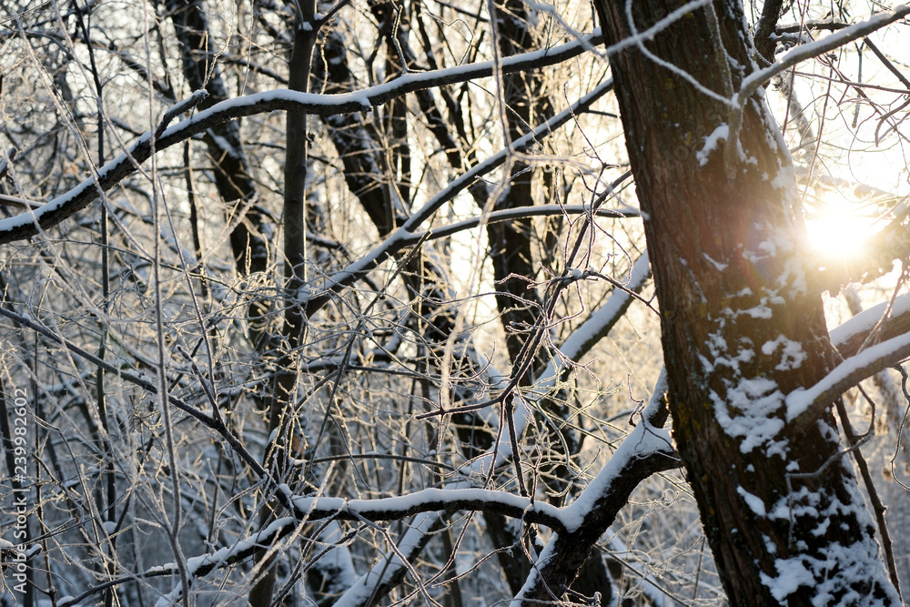 Winter forest in the evening lit by the sun as a background Winter forest in the evening lit by the sun as a background