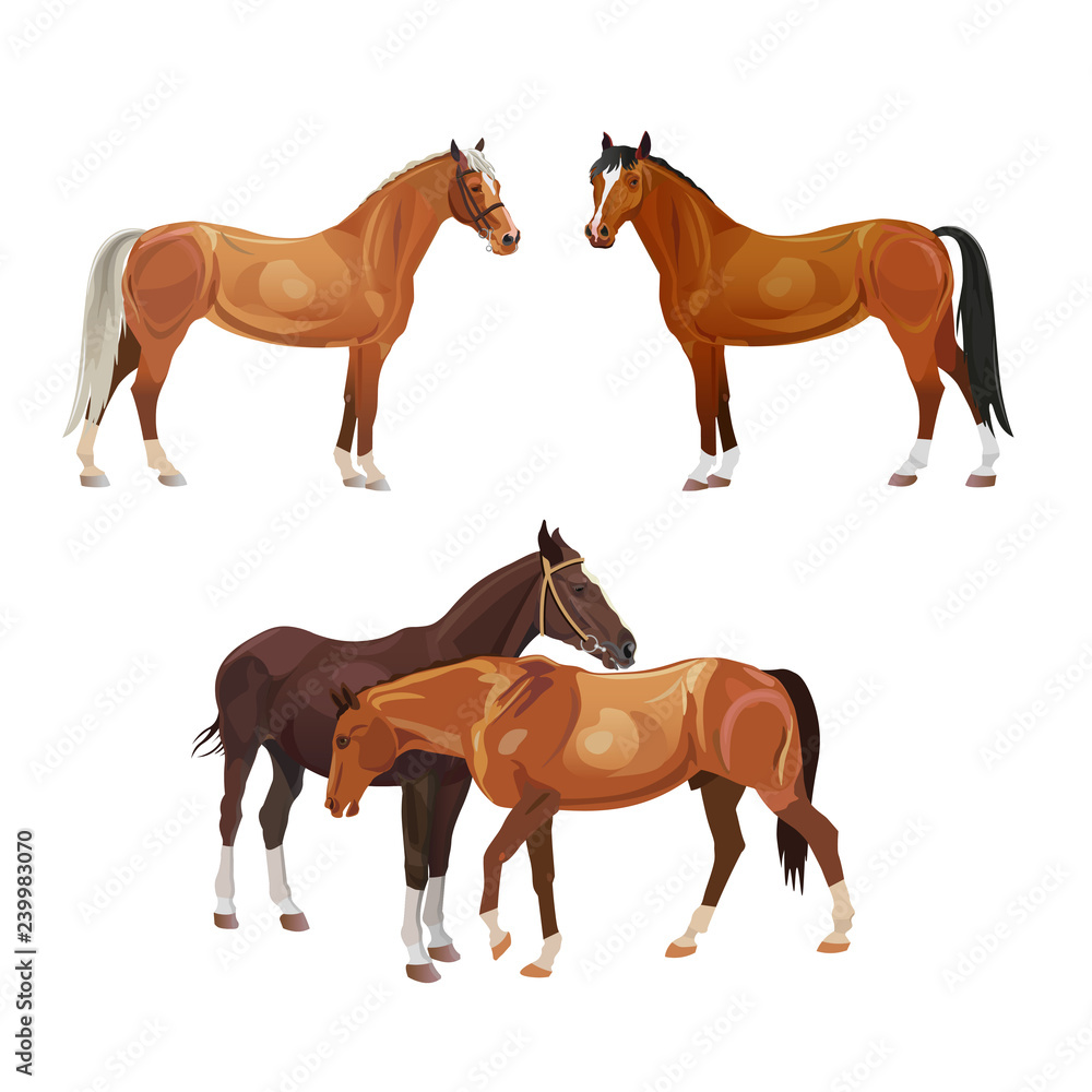 Obraz premium Horse vector set