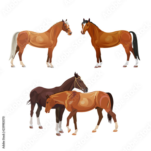 Horse vector set