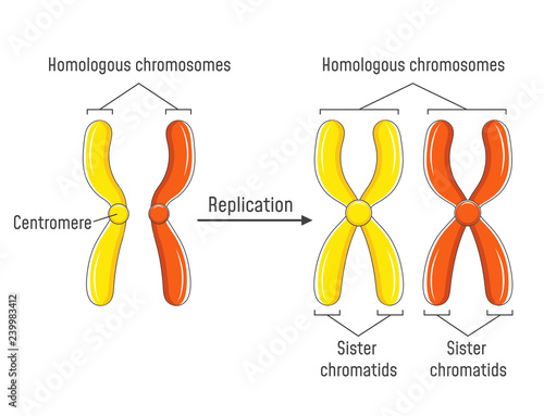 Homologous Chromosomes and Chromatids photo