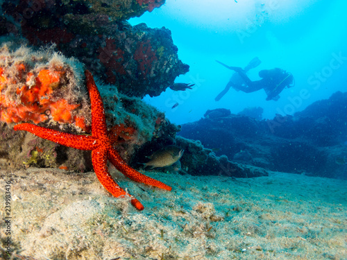 seabed with underwater life