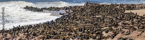 Seals at cape cross in Namibia photo