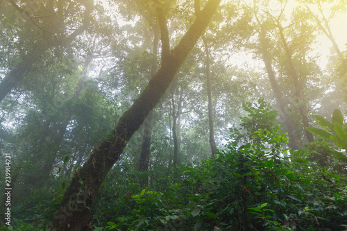 tropical rainforest at mon jong national park ,chaing mai,Thailand © moxumbic