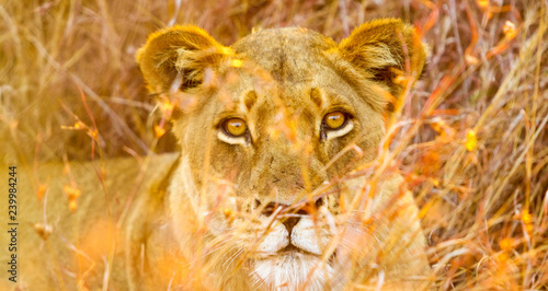 African Lion in a South African Game Reserve