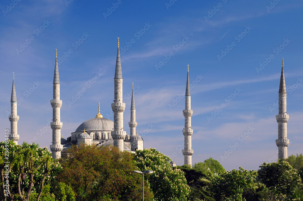 Blue Mosque and Chestnut Trees