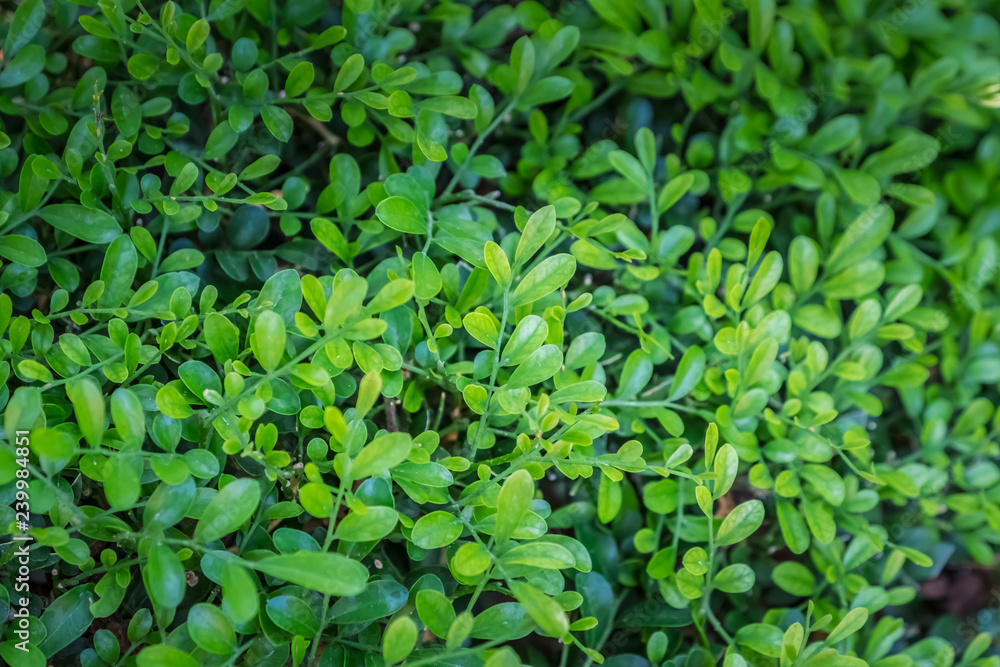 Obraz premium Green leaves