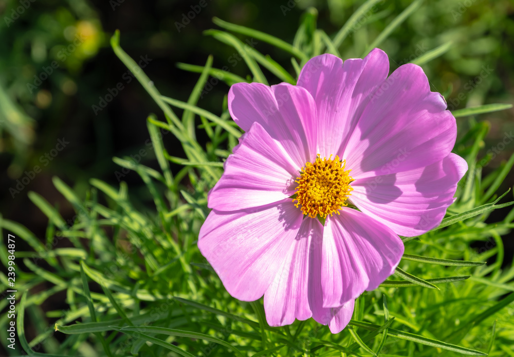 Obraz premium Pink flowers