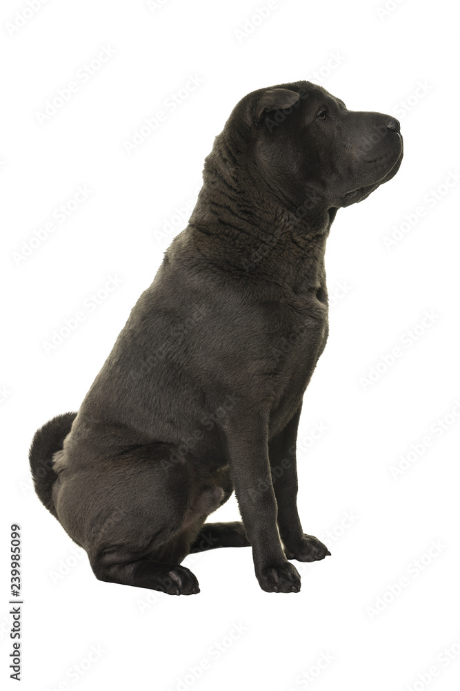 Naklejka premium Sitting grey Shar Pei dog looking away isolated on white background