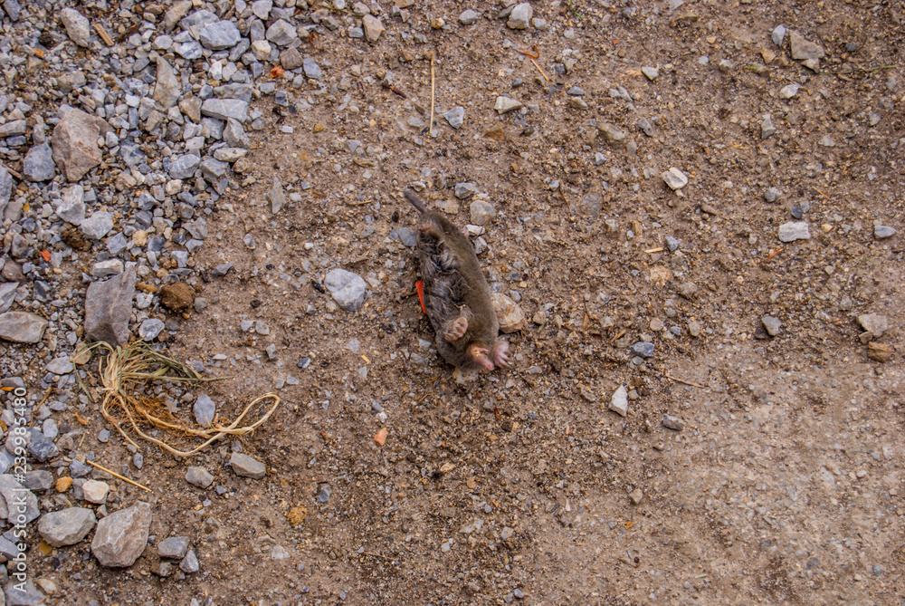Common earth mole lying dead at earth beside garden.