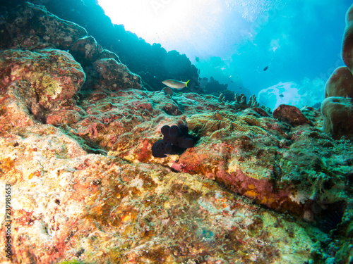 seabed with underwater life